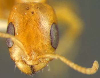Media type: image;   Entomology 29028 Aspect: head frontal view